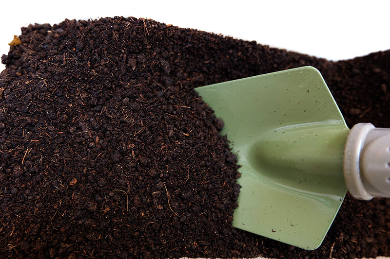How to Grow Black Pepper