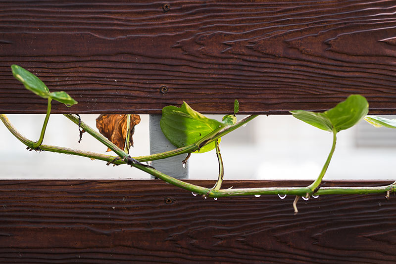 how to propagate pothos fast