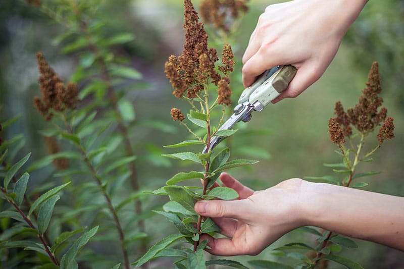When to Prune Spirea