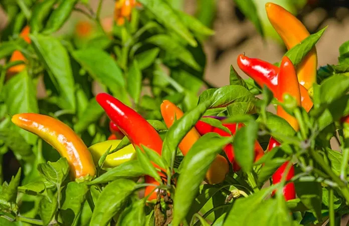 pictures of ripe banana peppers