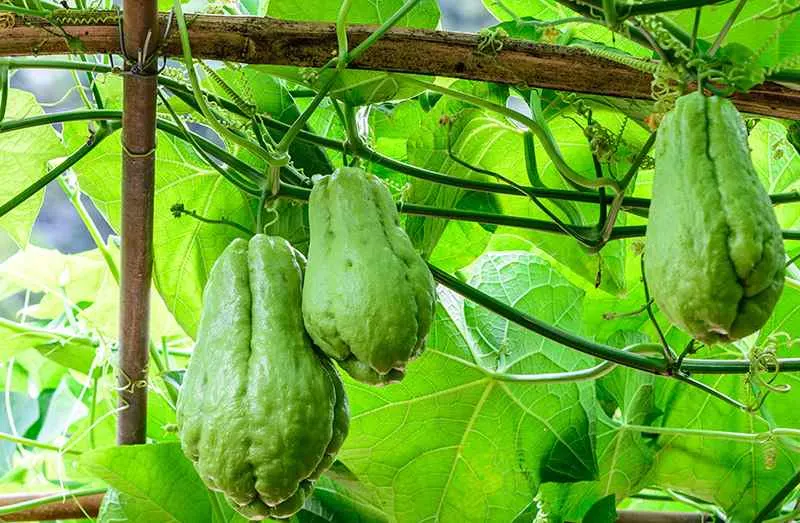 what is being planted when growing chayote