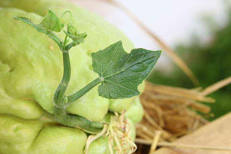 how to grow chayote at home