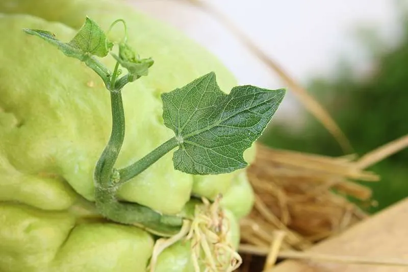 How To Grow Chayote how to grow chayote at home