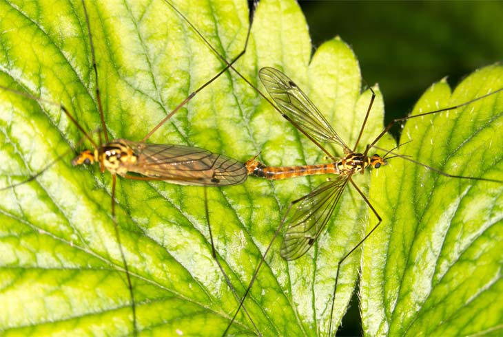 how to get rid of crane flies naturally