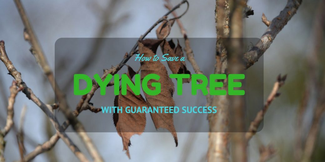 dying-tree-fea