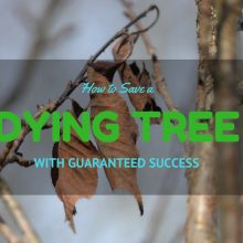 dying-tree-fea