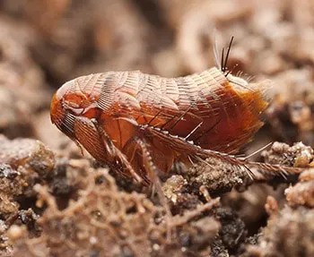 does lime kill fleas and ticks