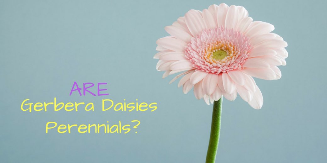gerbera-daisies-perennials