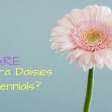 gerbera-daisies-perennials