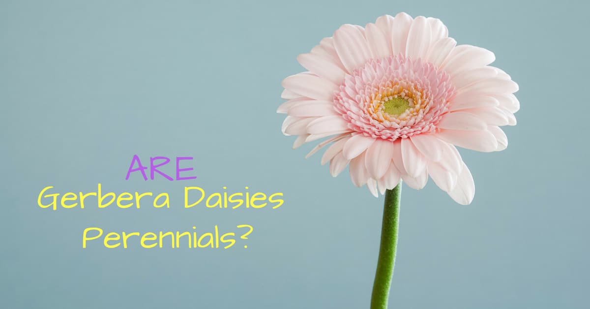 gerbera daisies perennials