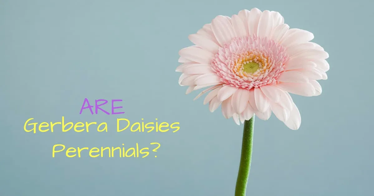 gerbera daisies perennials