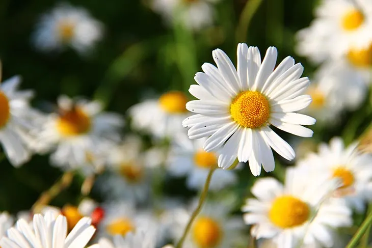 does gerbera daisy come back every year