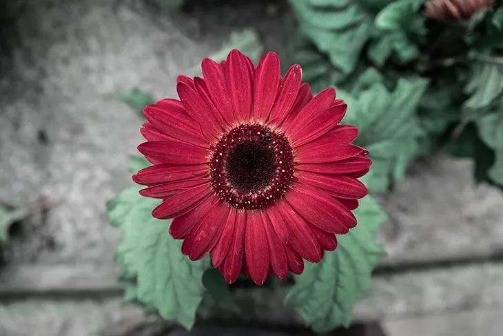 are all gerbera daisies perennials