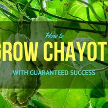 grow-chayote-fea