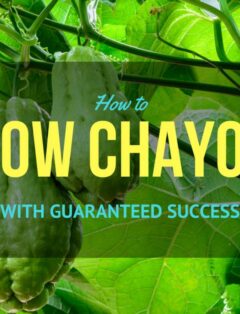 grow chayote fea