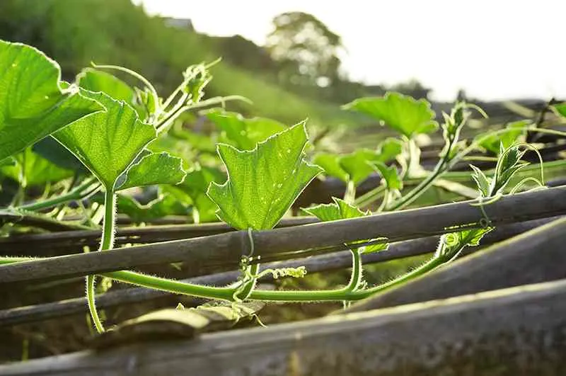 How To Grow Chayote how to grow chayote from fruit