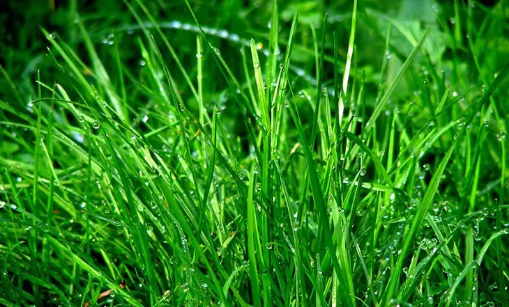 When to Mow New Grass how to know when to mow new grass