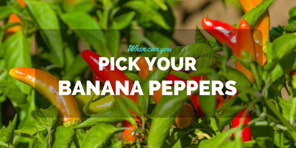 pick-banana-peppers