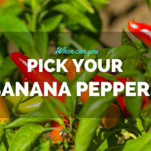 pick-banana-peppers