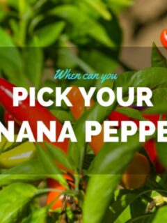 When To Pick Banana Peppers