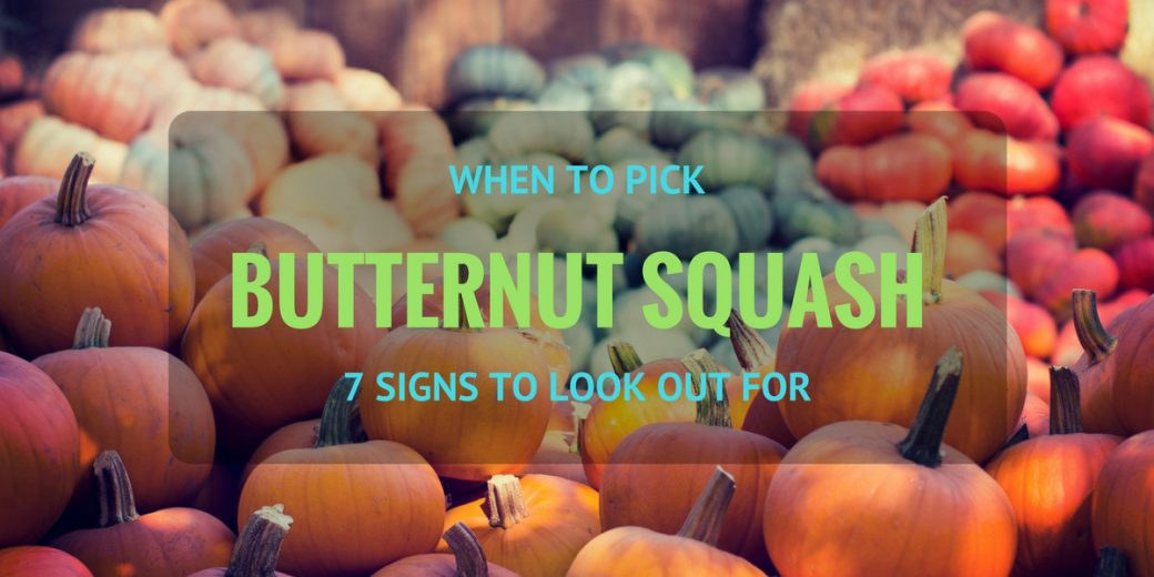 pick-butternut-squash-fea
