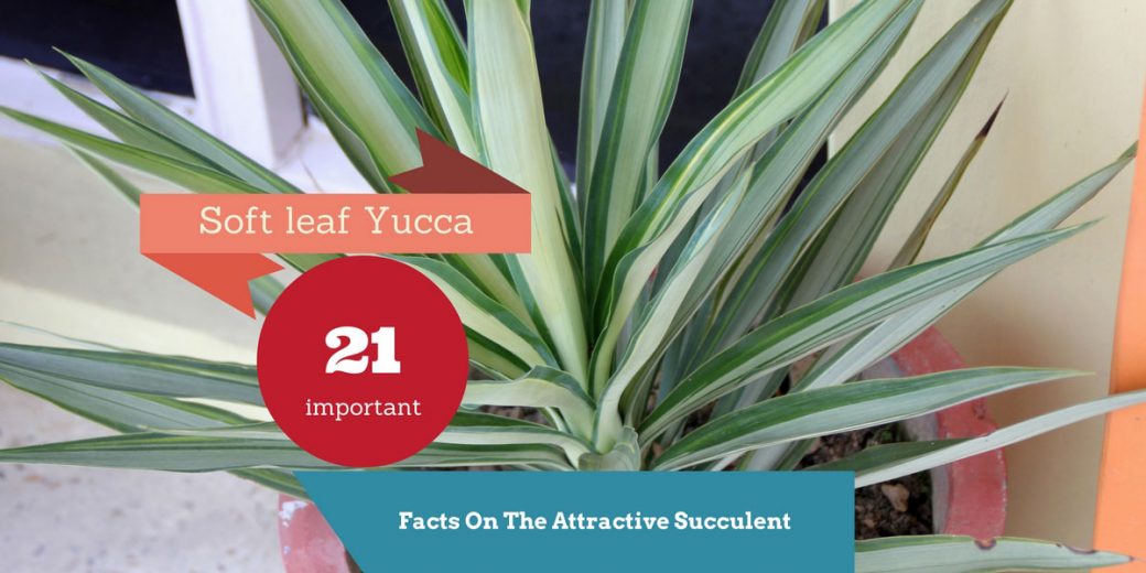 soft-leaf-yucca