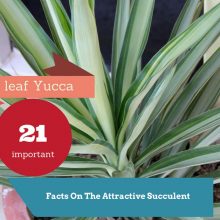 soft-leaf-yucca