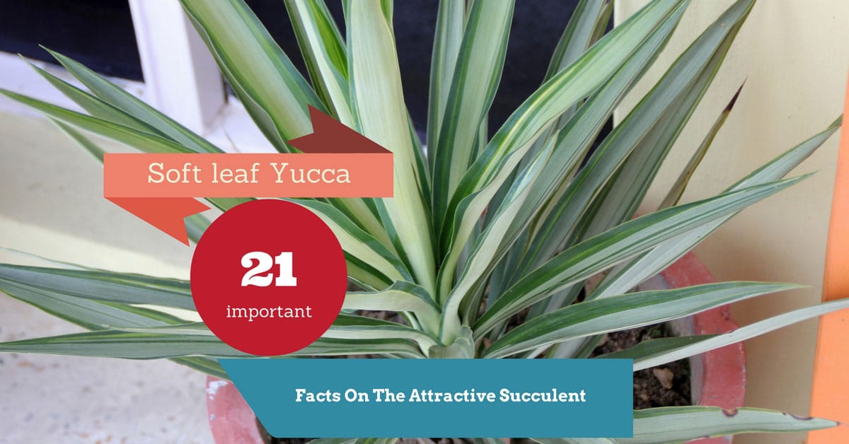 soft leaf yucca