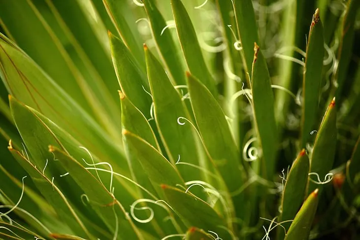 pruning soft leaf yucca