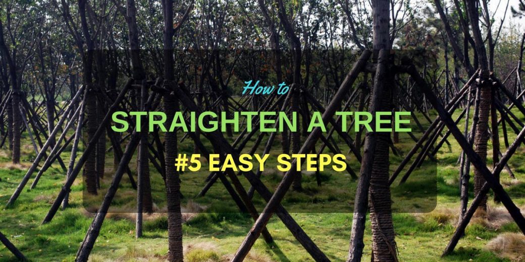 straighten-a-tree2c