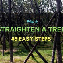 straighten-a-tree2c