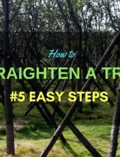 how to straighten a small leaning tree