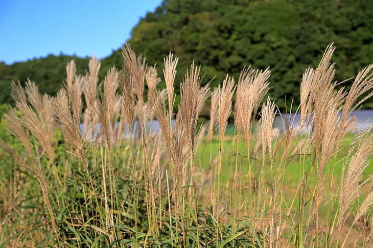 Why You Should Grow Adagio Maiden Grass