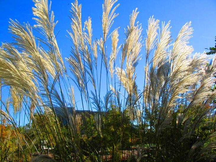 Why You Should Grow Adagio Maiden Grass Why You Should Grow Adagio Maiden Grass
