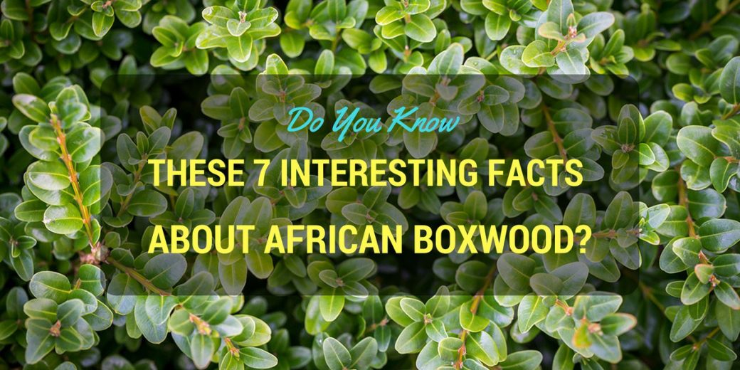 african-boxwood1