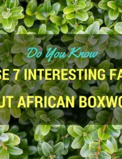 African Boxwood