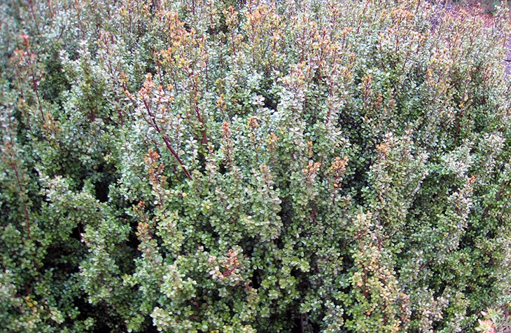 African Boxwood African Boxwood