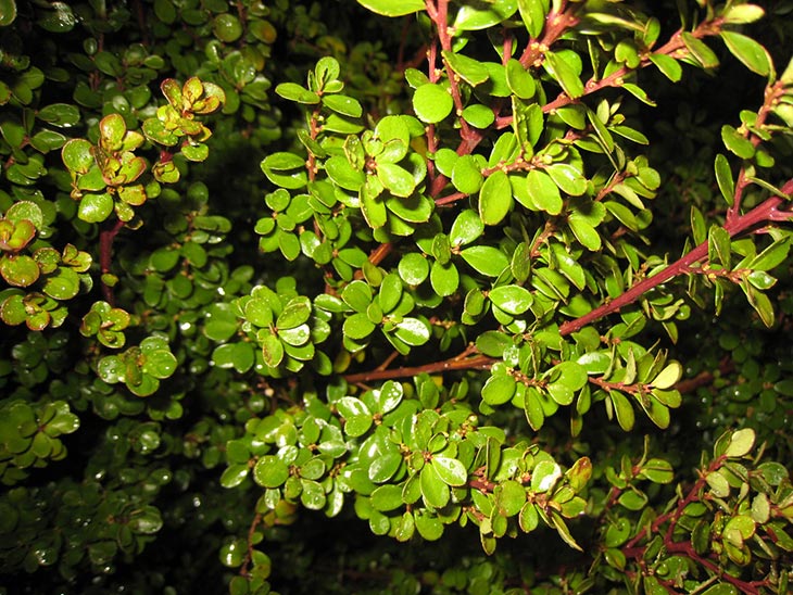 African Boxwood African Boxwood