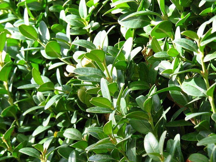 African Boxwood African Boxwood