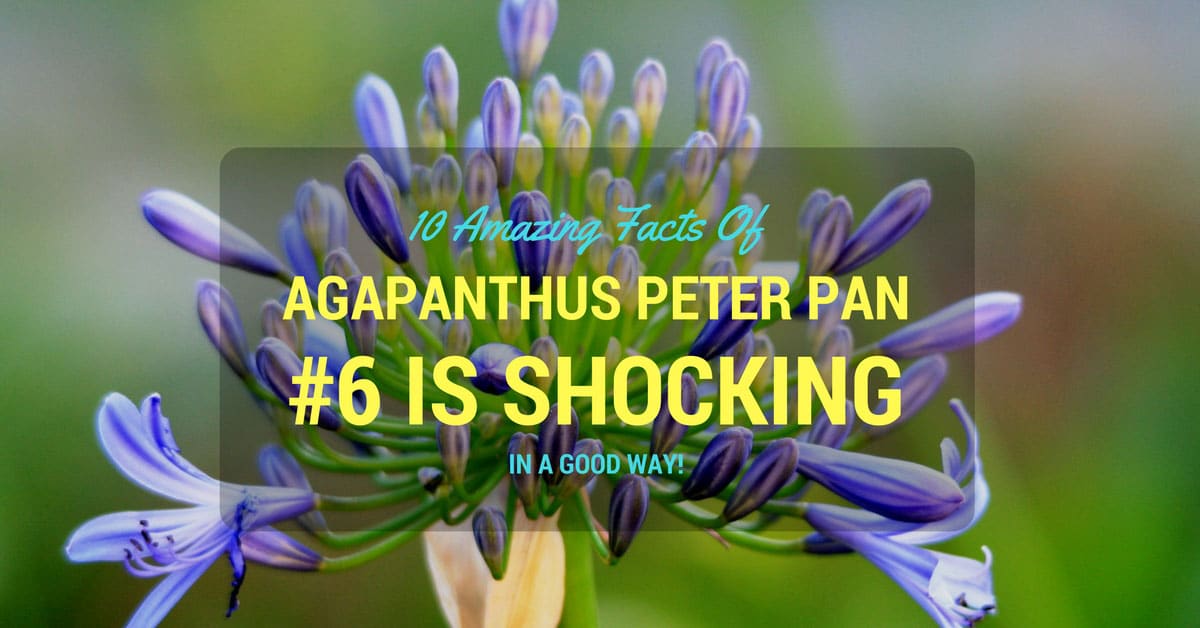 agapanthus peter pan