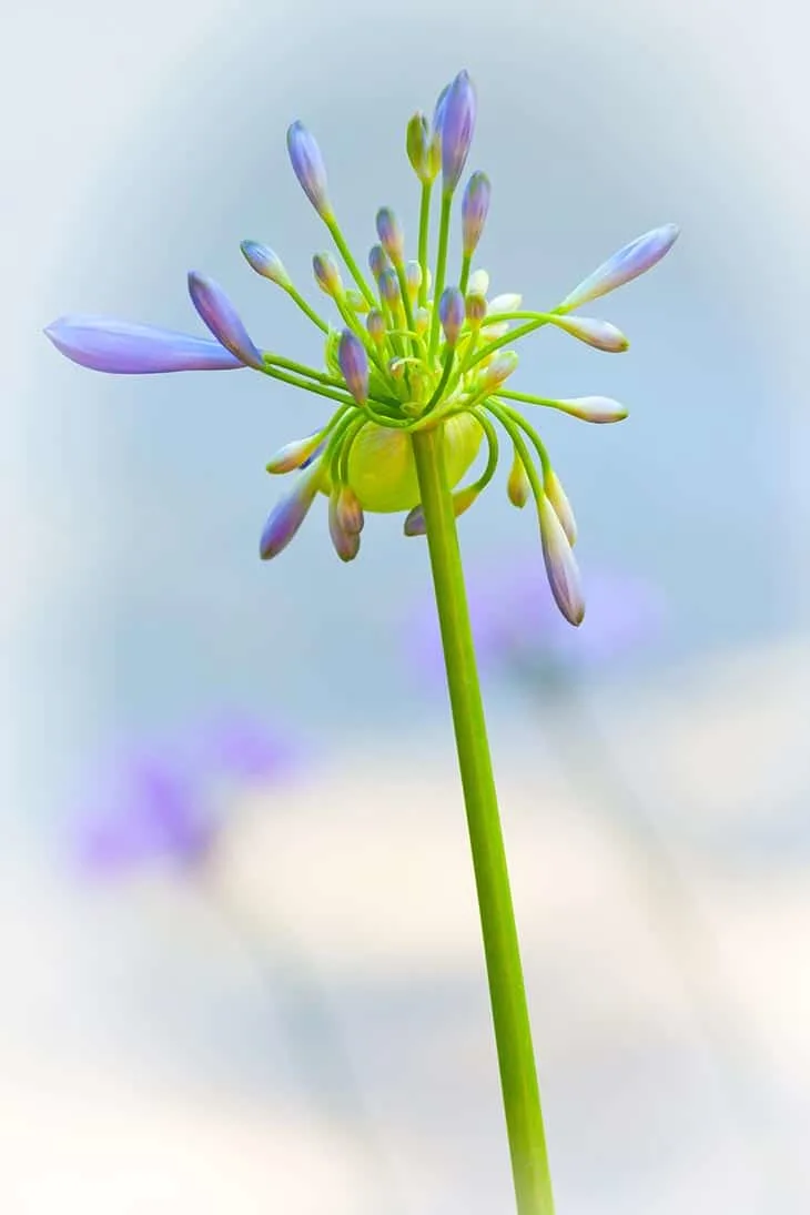 Agapanthus Peter Pan Agapanthus Peter Pan