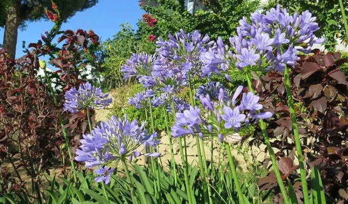 Agapanthus Peter Pan agapanthus peter pan