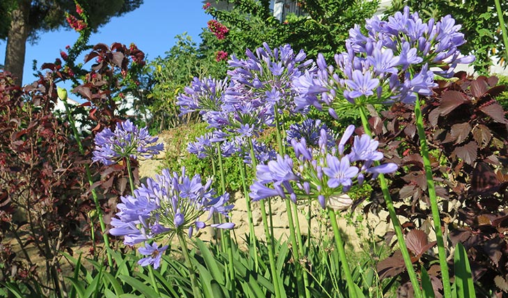 Agapanthus Peter Pan Agapanthus Peter Pan