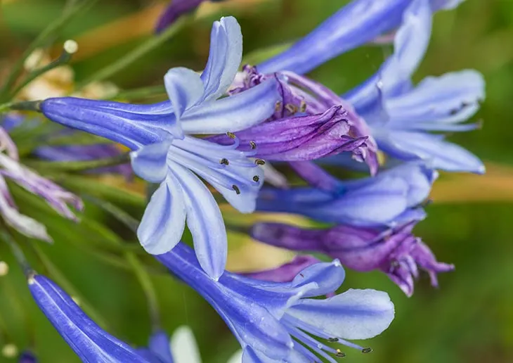 Agapanthus Peter Pan Agapanthus Peter Pan