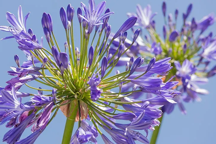 Agapanthus Peter Pan