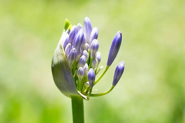 Agapanthus Peter Pan