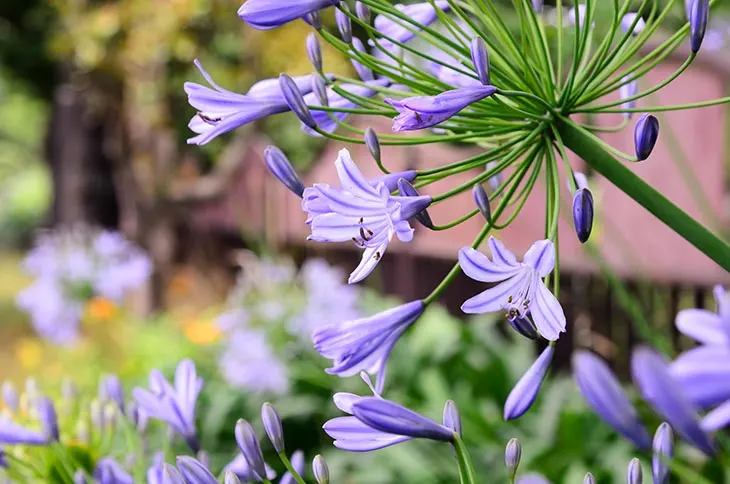 Agapanthus Peter Pan Agapanthus Peter Pan