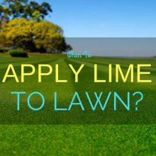 apply-lime-to-lawn-fea
