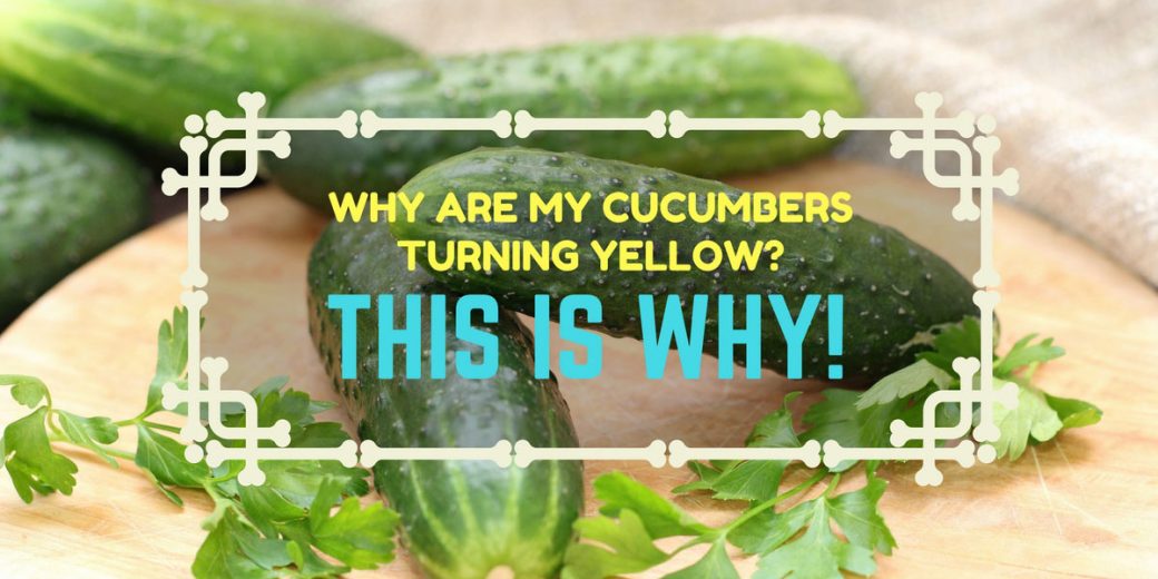 cucumbers-fe
