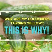 cucumbers-fe